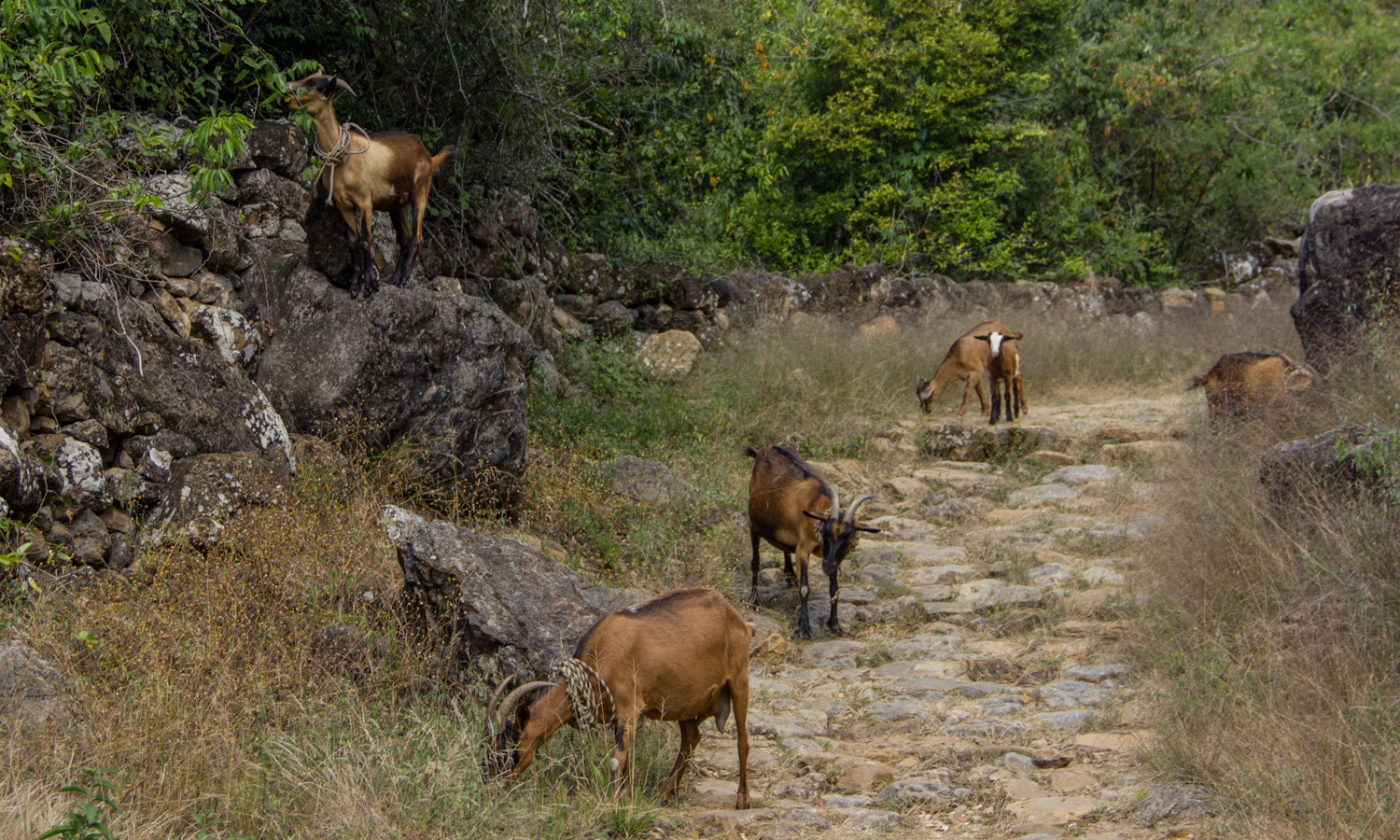 camino