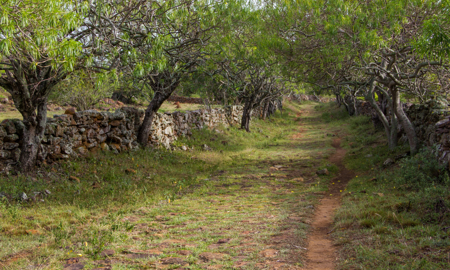 camino