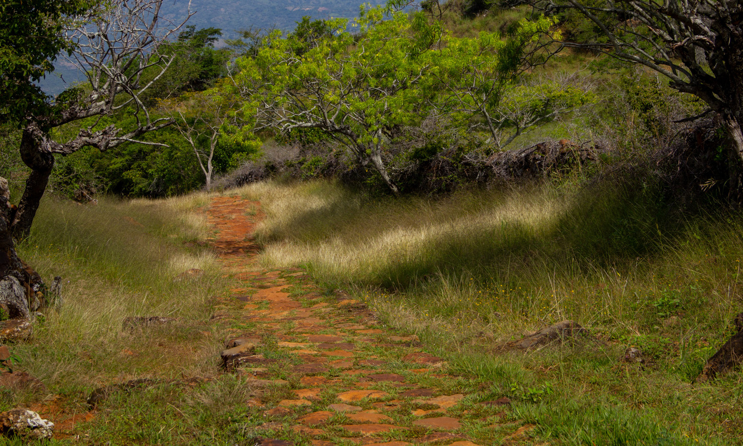 camino